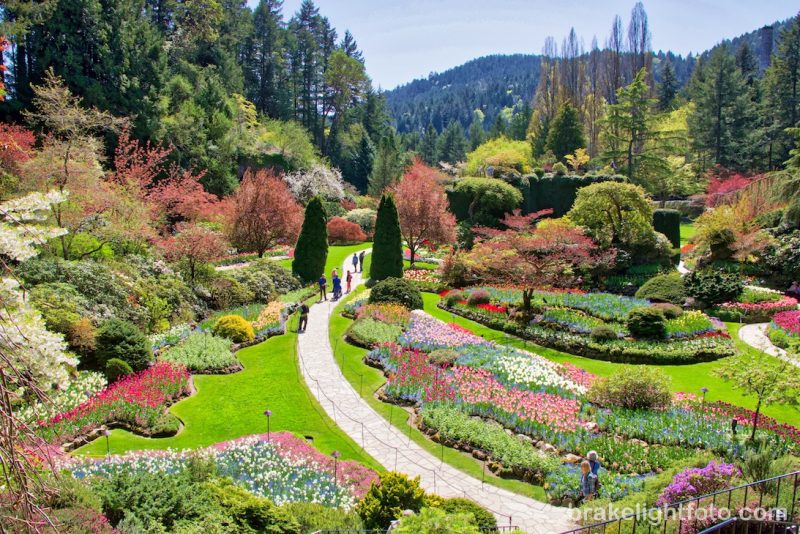 Wide view of a botanical garden with a winding stone path, tiered beds of colorful tulips, and evergreen forest beyond