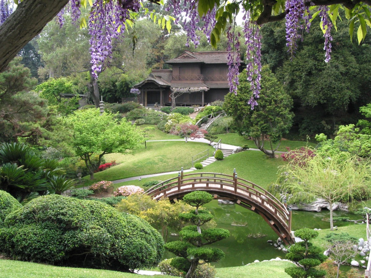 Japanese garden with a wooden arched bridge over a pond, hillside tea house, manicured shrubs, and hanging purple wisteria