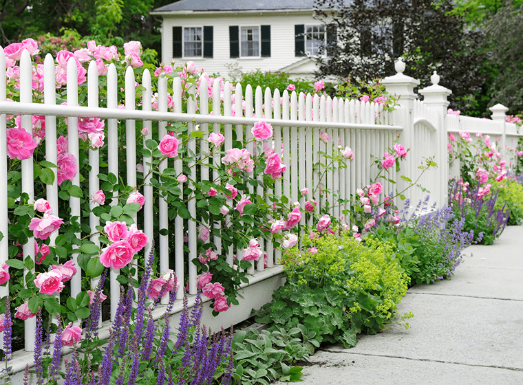 White picket fence covered in pink climbing roses with purple salvia and lime-green foliage along a sidewalk