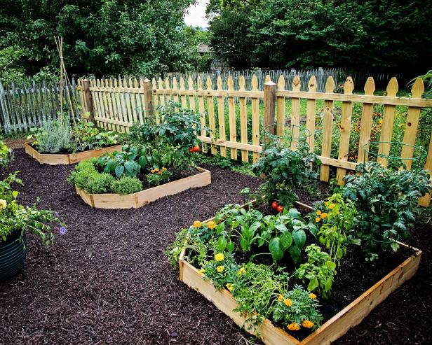 Raised wooden vegetable beds with tomatoes, herbs, and marigolds behind a light picket fence